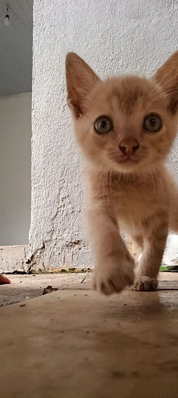 ? DOAÇÃO DE GATINHOS ? - Foto 2