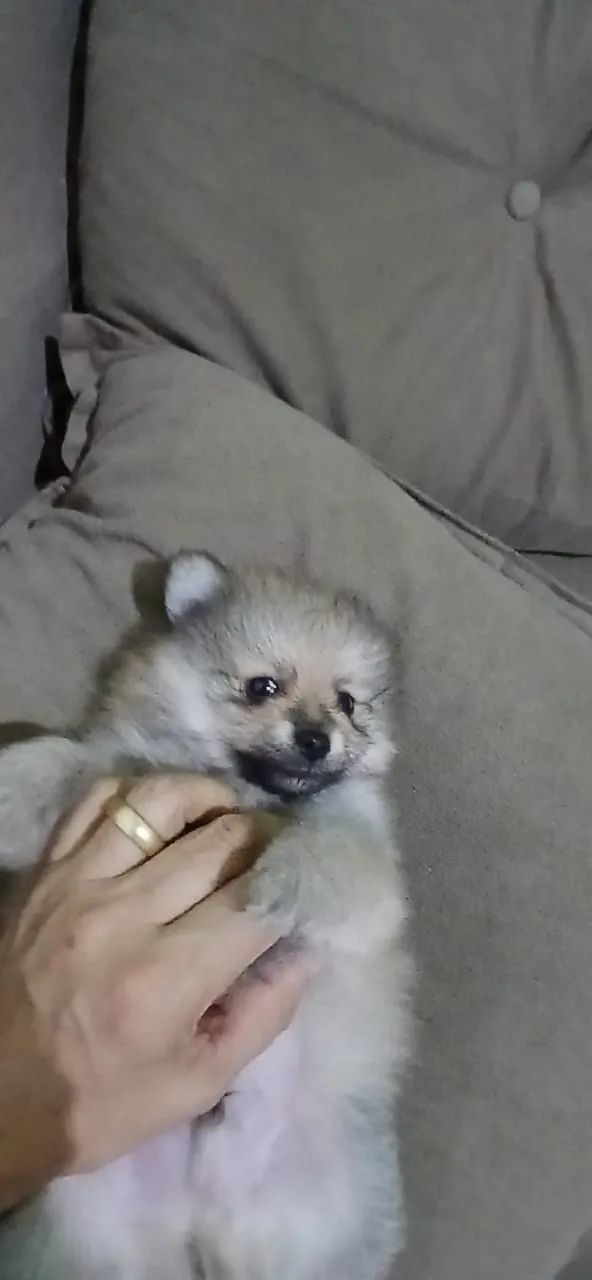 Spitz alemão  - Foto 3