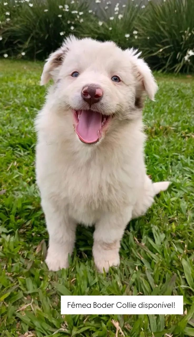 Filhotes Boder Collie 