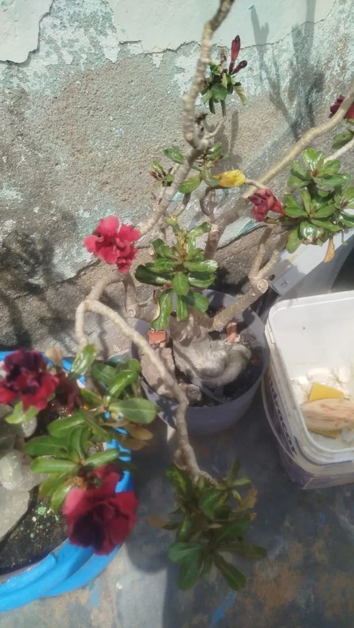 Vende se rosa do deserto  - Foto 5