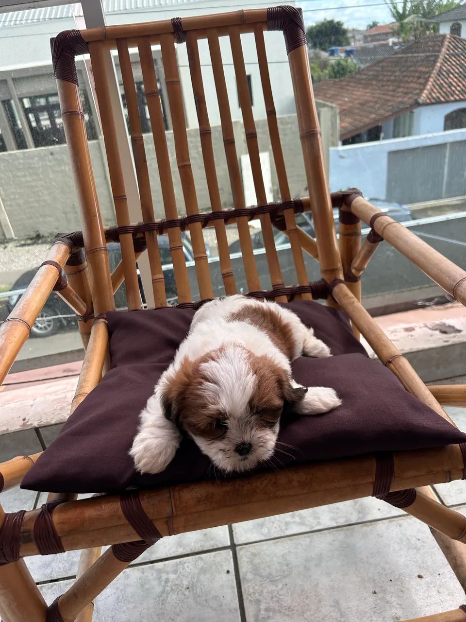 Filhote lhasa apso            890,00 - Foto 5