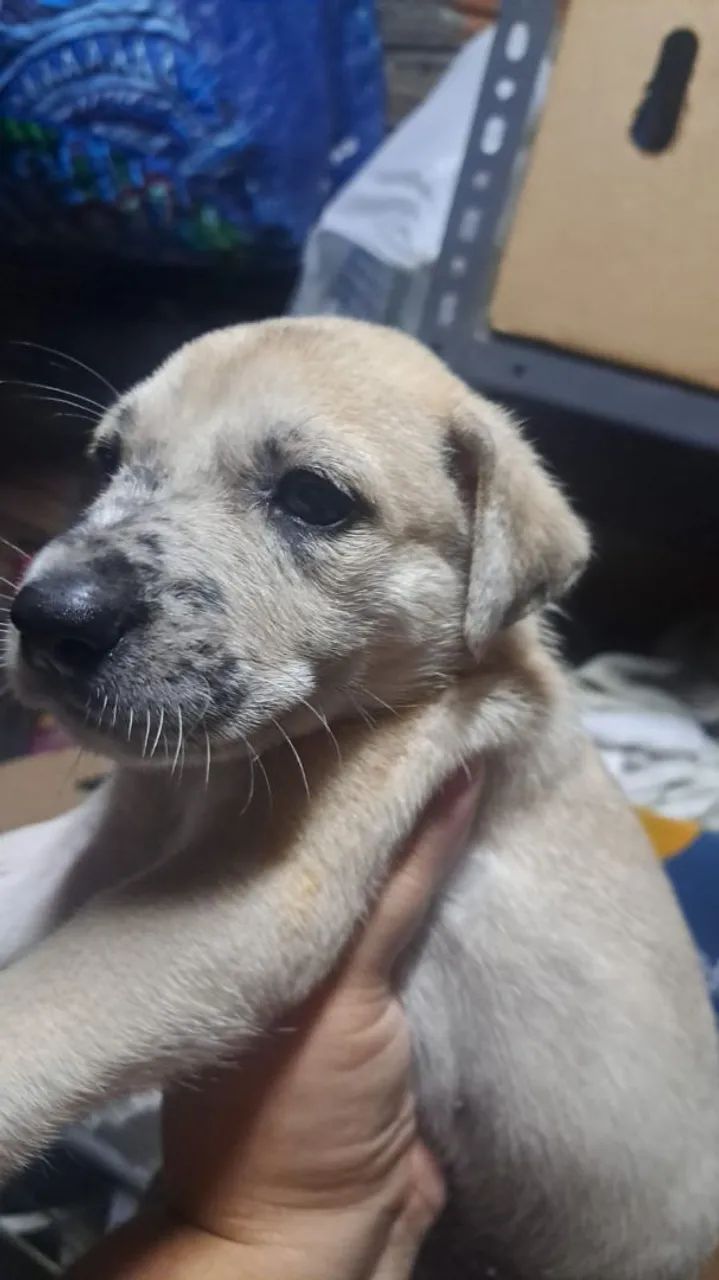 Adoção adote esse bebês - Foto 3