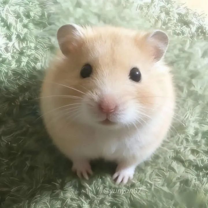 Hamster 