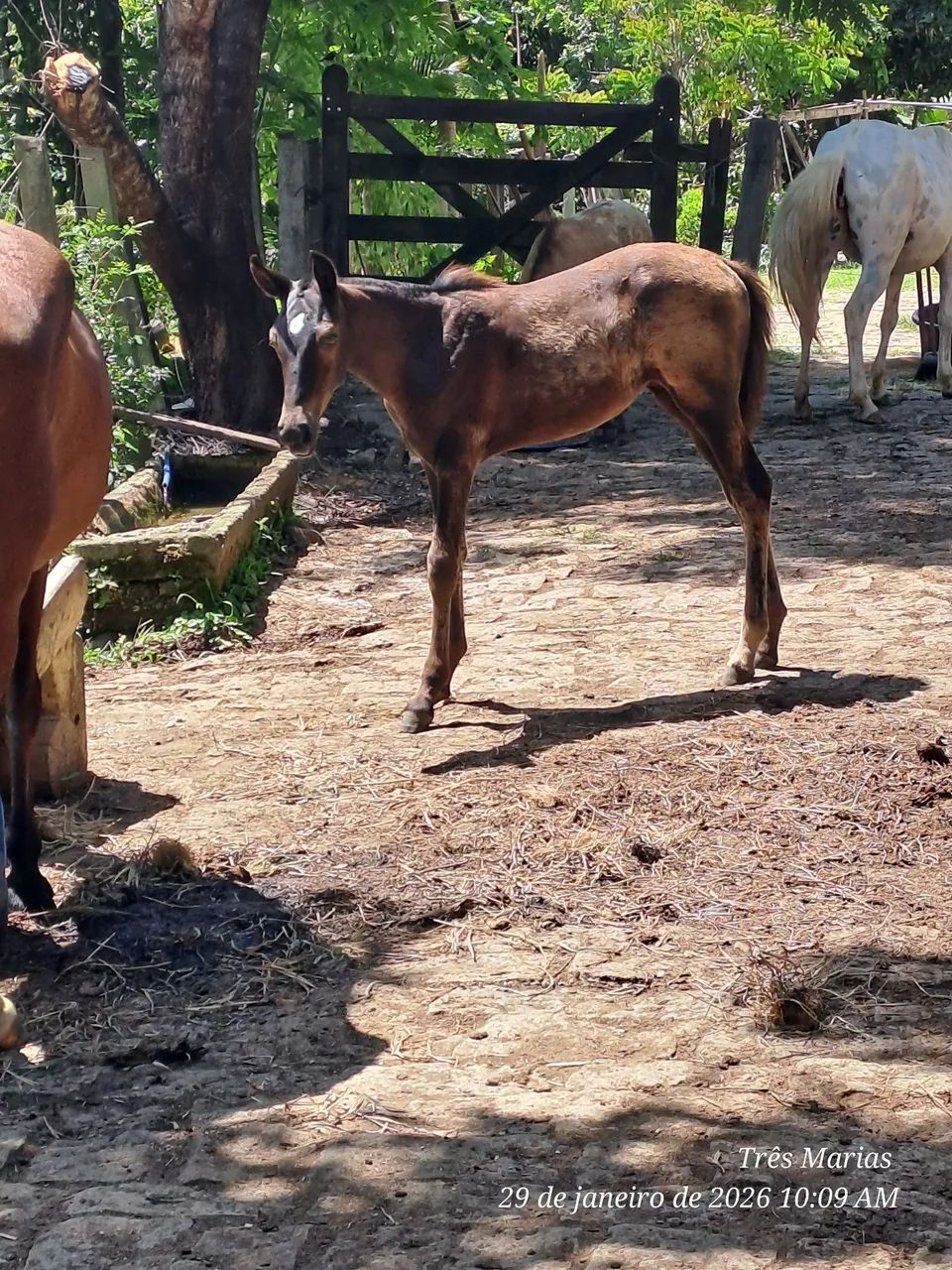 Linda Potra Controlada. Aceito  cartão e pix  - Foto 2