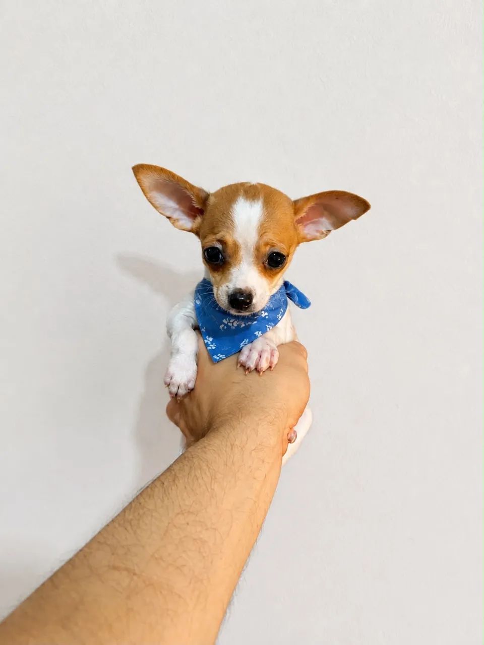 Pinscher macho  - Foto 2