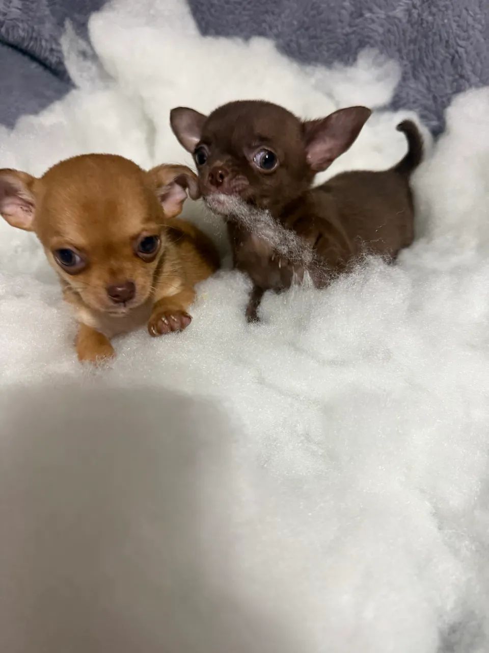 Chihuahua  - Foto 4