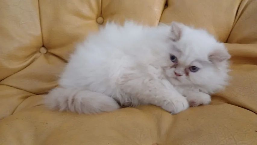 Gato persa  - Foto 2