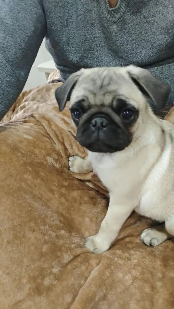 PUG macho - Foto 3