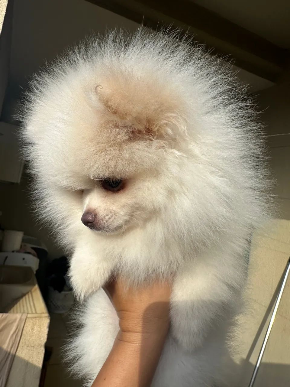 Lulu  - Foto 3
