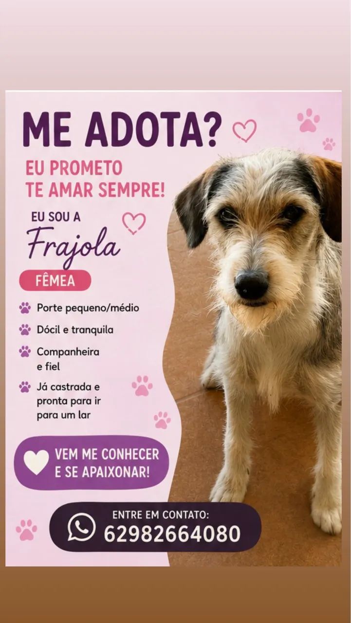 Doação responsável  - Foto 4