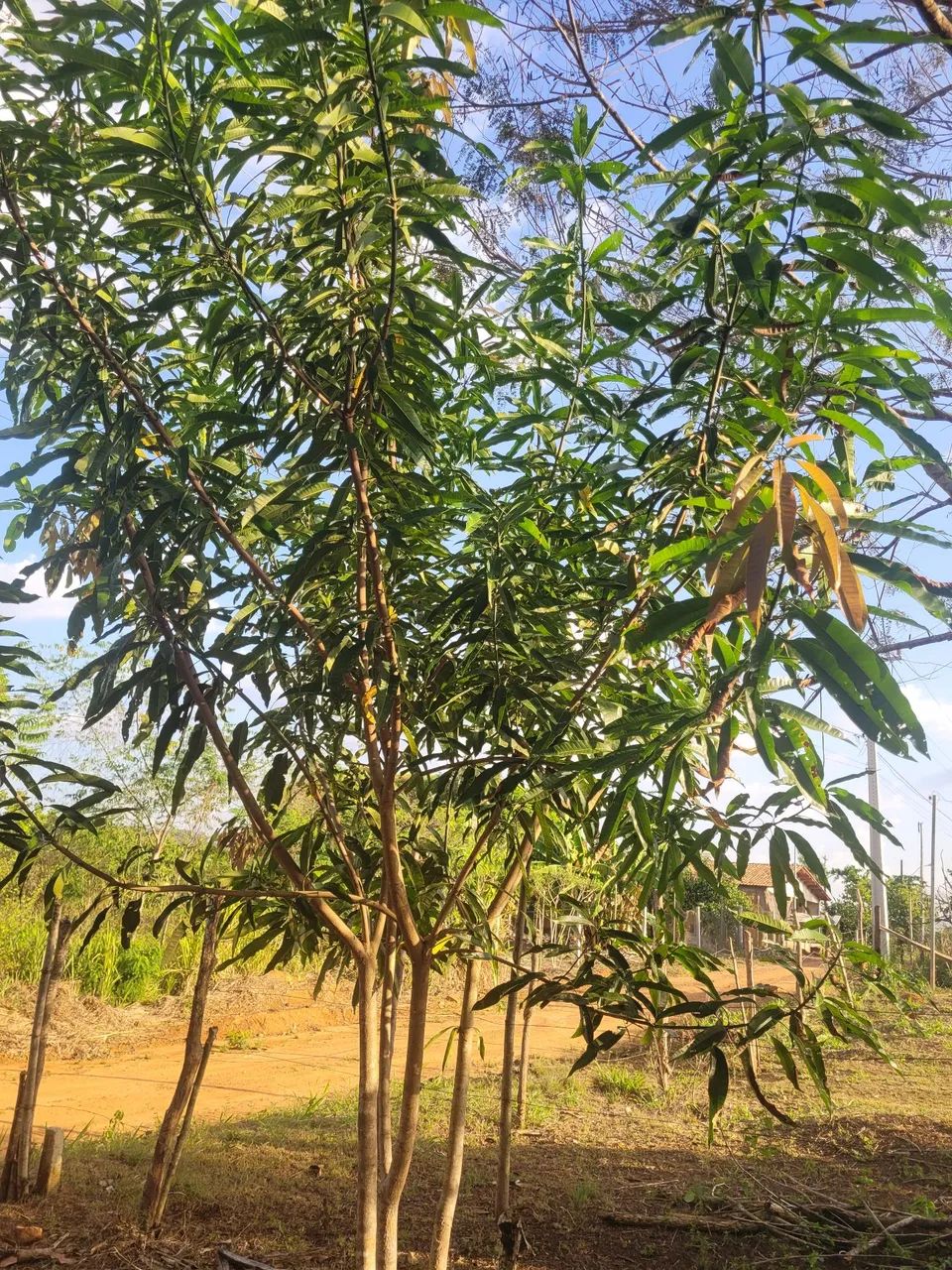 Vende chácara  - Foto 5