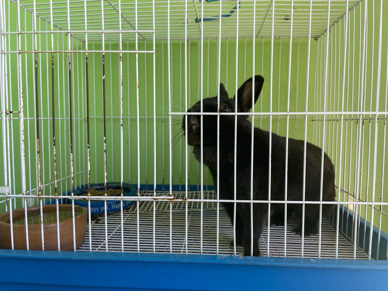 Doação coelha - Foto 2