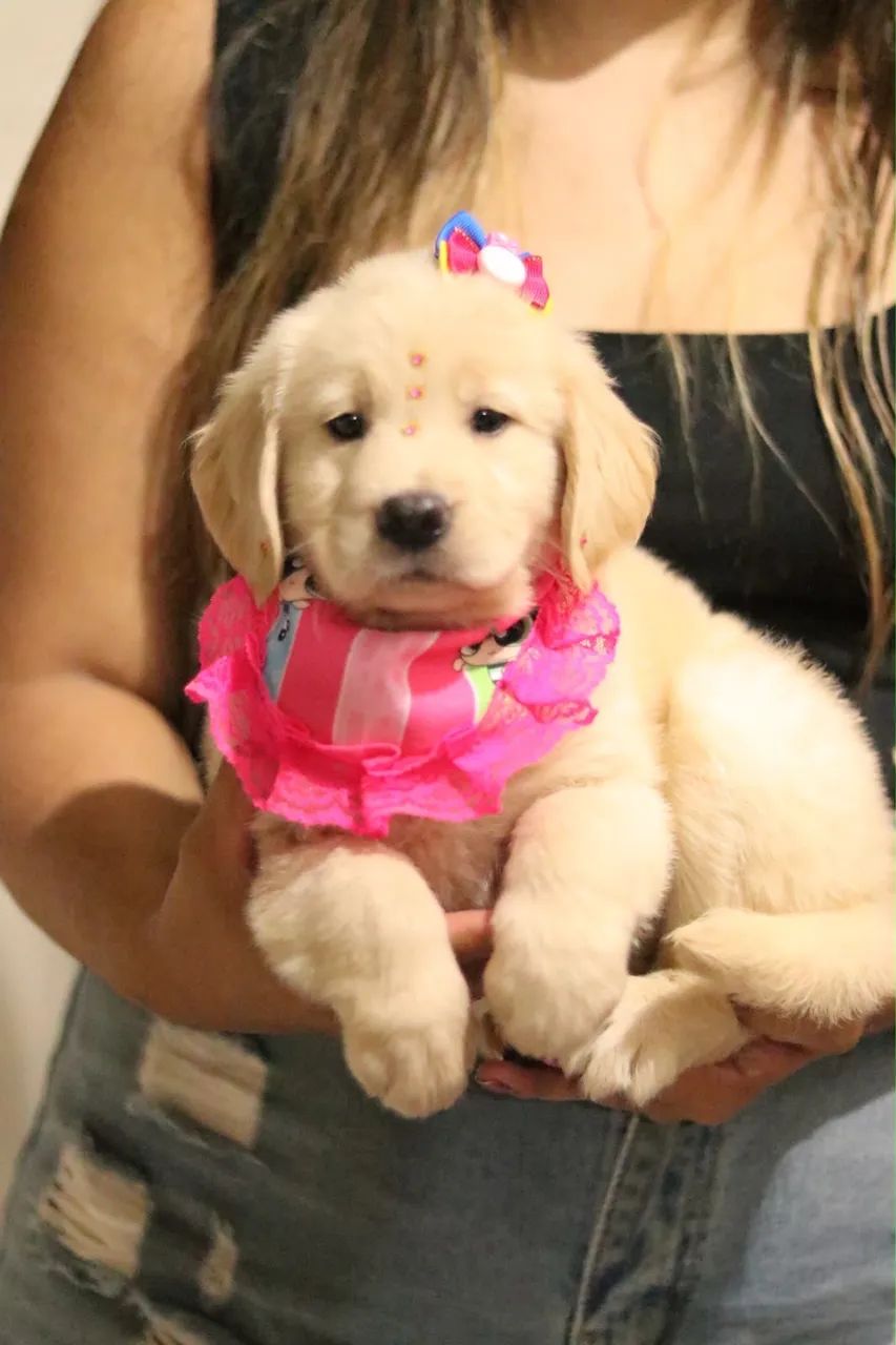 GOLDEN RETRIEVER PARCELAMOS 