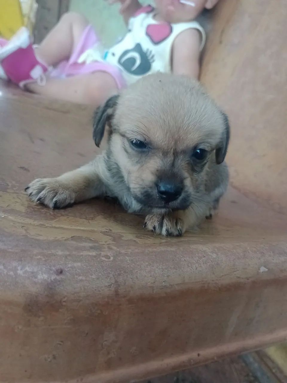 Pincher  - Foto 2