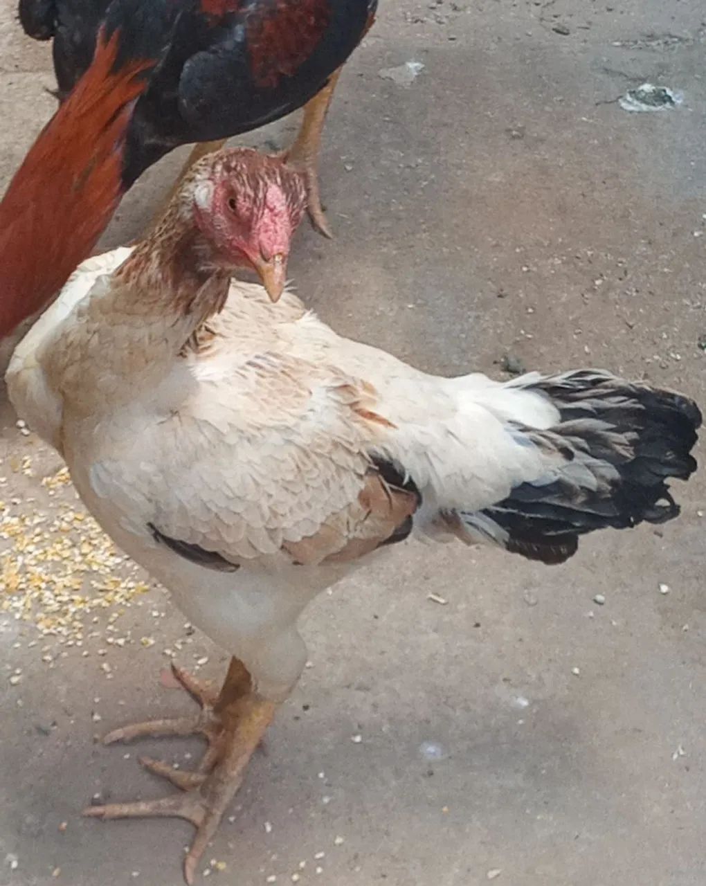 Galinha india  - Foto 3