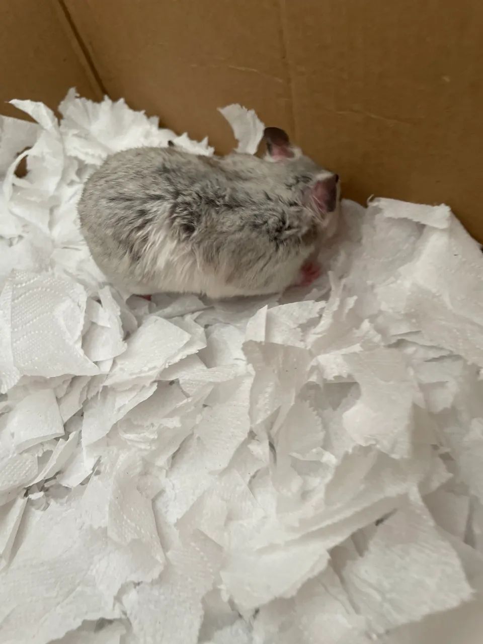 Hamsters - Foto 2