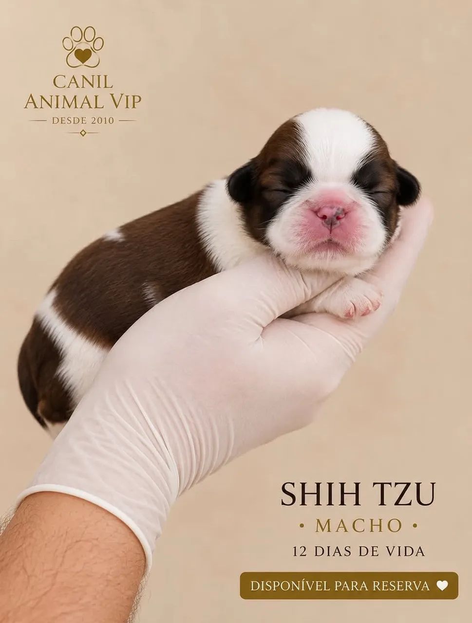 Shih Tzu macho