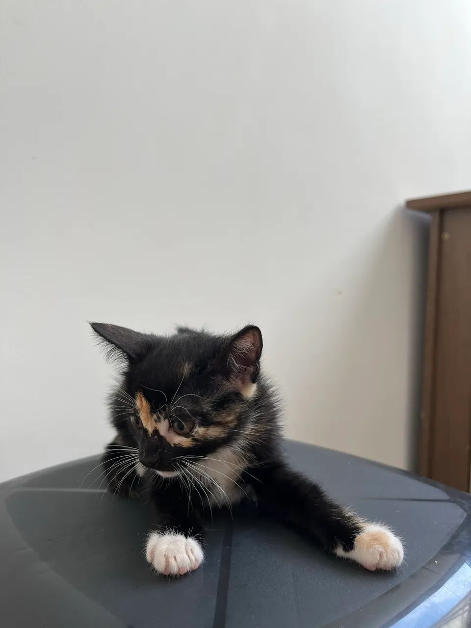 Doa-se gata filhote - Foto 3