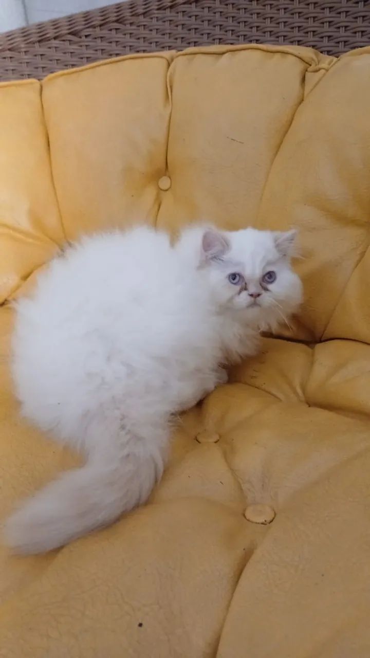 Gato persa  - Foto 5