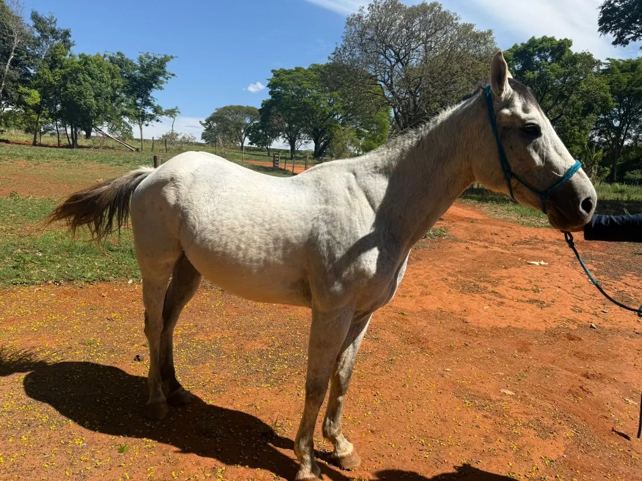 Cavalo Quarto de Milha  - Foto 4