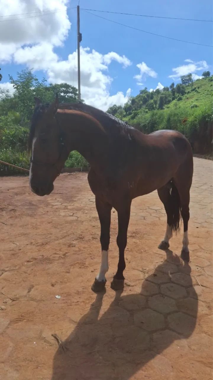 Vendo ou troco cavalo  - Foto 3