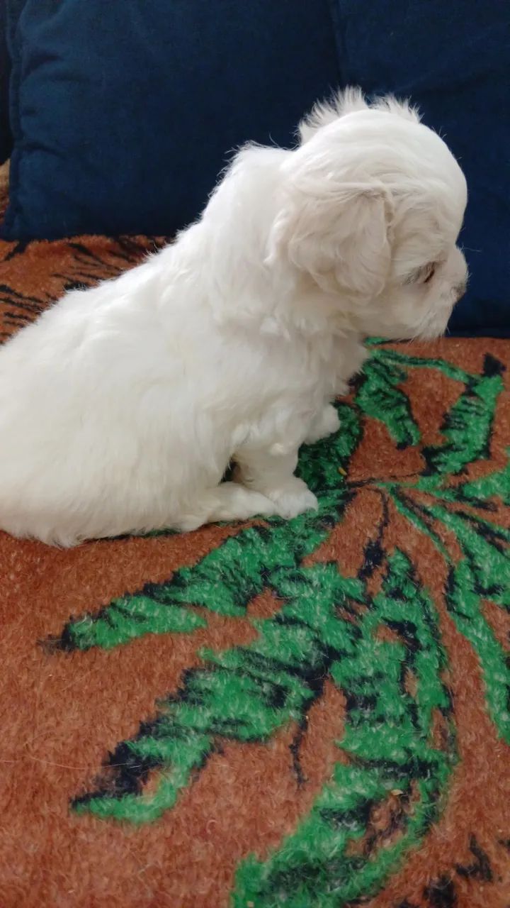 Maltês  - Foto 4