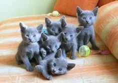 Russian Blue