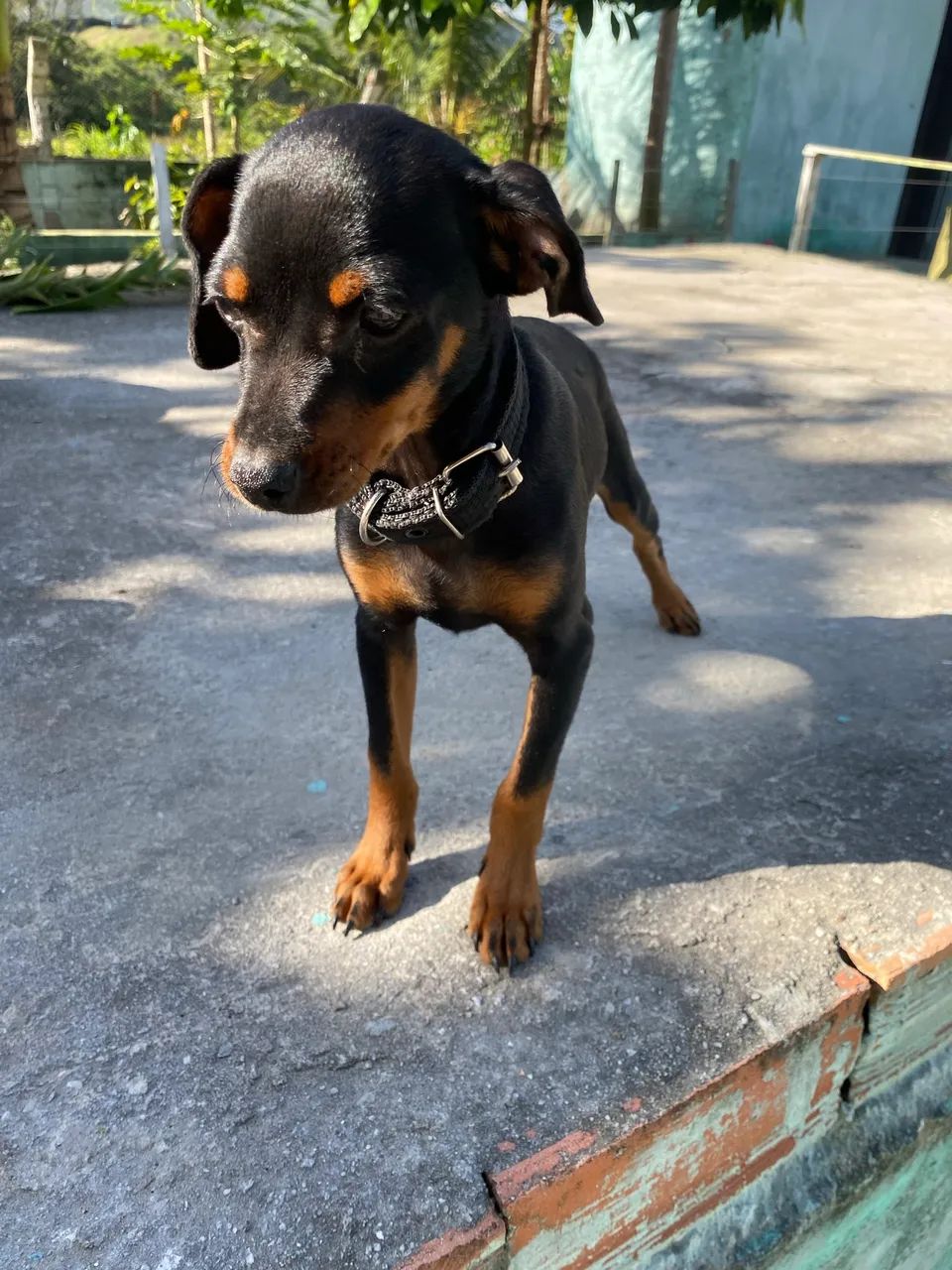 Cachorrinho pinsher? - Foto 3