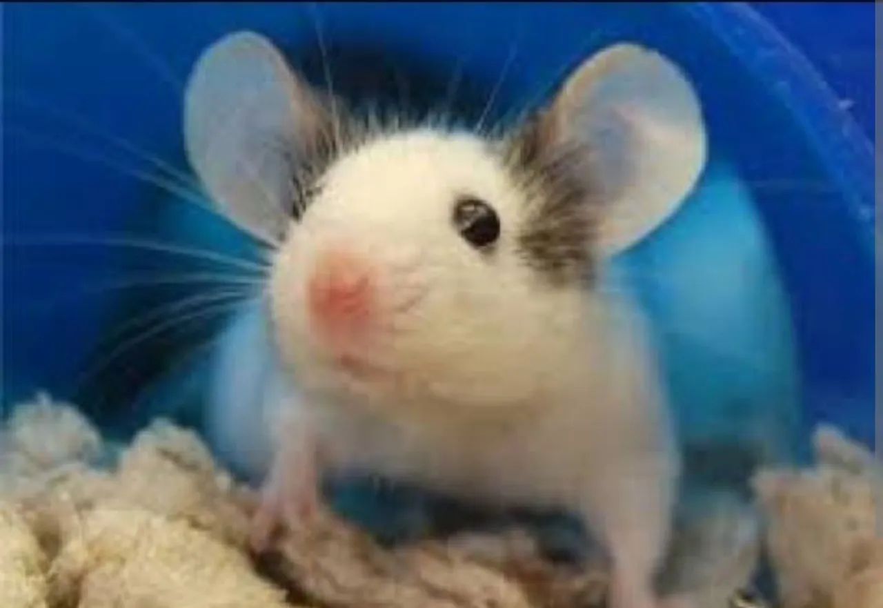 Roedores Disponíveis  - Foto 2