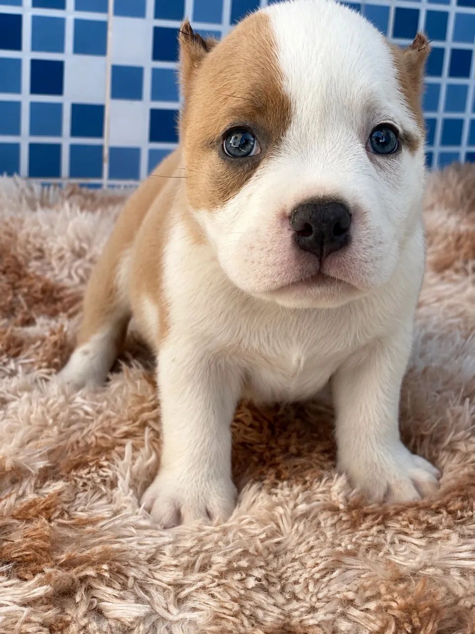 Américan bully micro  - Foto 2