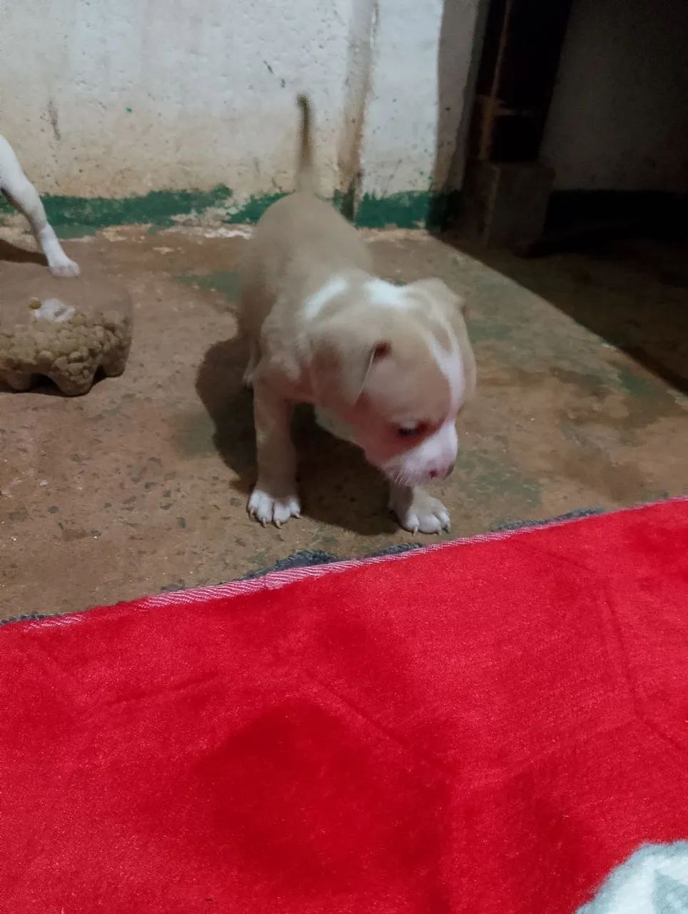 Cachorro Pitbull puro 