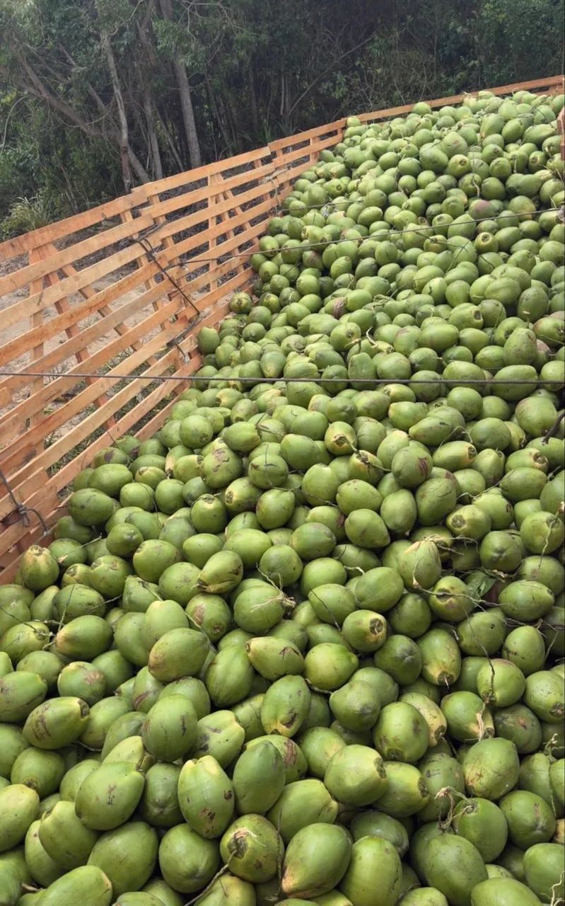 Côco Verde - Foto 4
