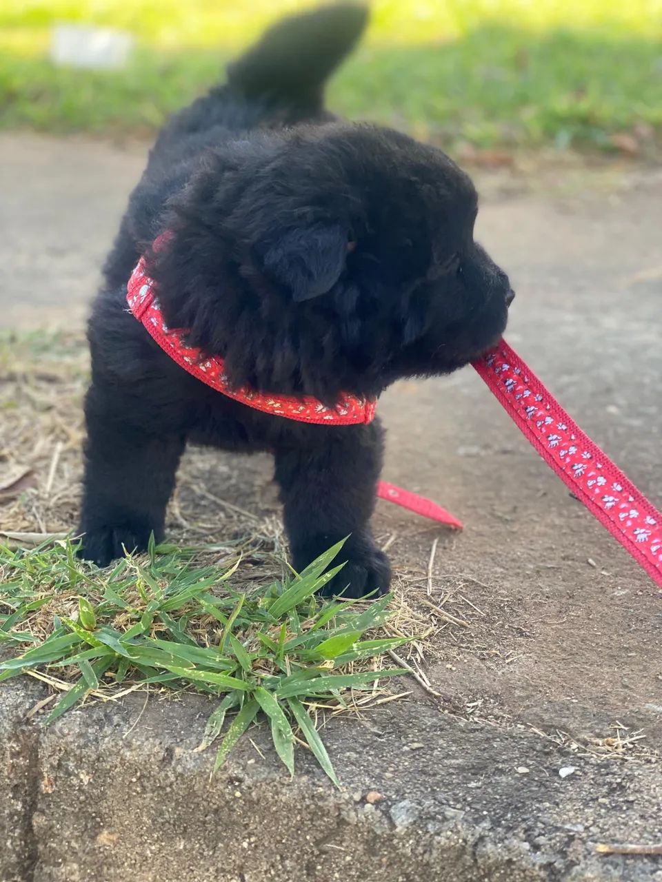 Vende-se chow chow - Foto 4