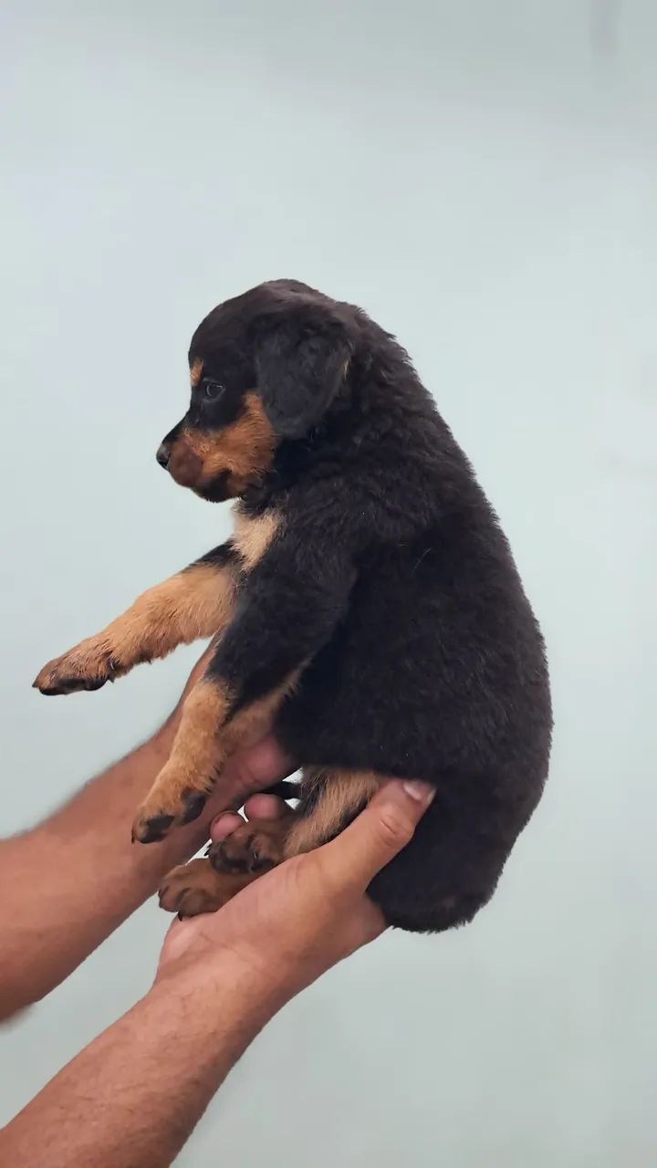 ROTTWEILER MACHO E FÊMEA  - Foto 4