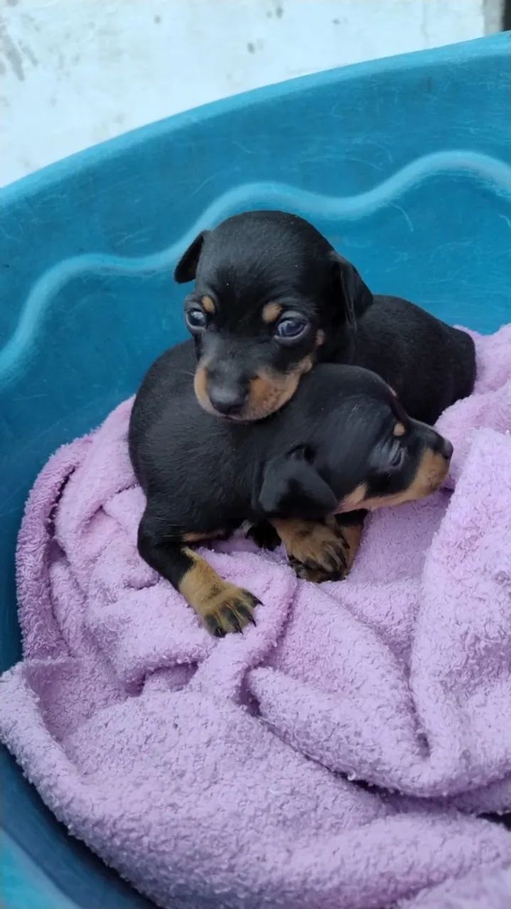 Cachorros - Foto 2