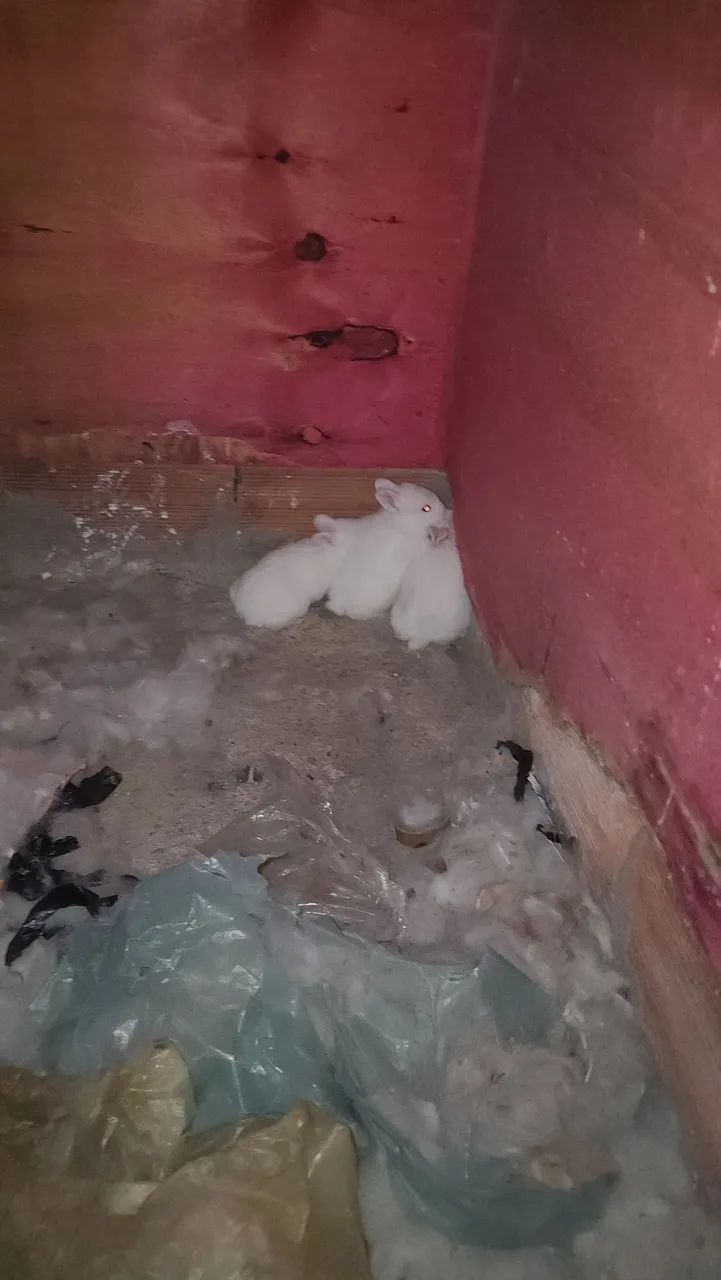 Coelhos mini - Foto 3