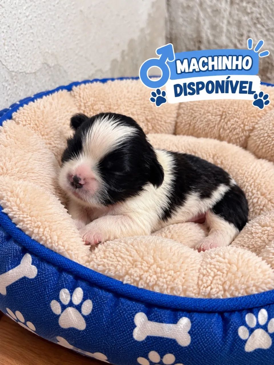 Shitzu macho 
