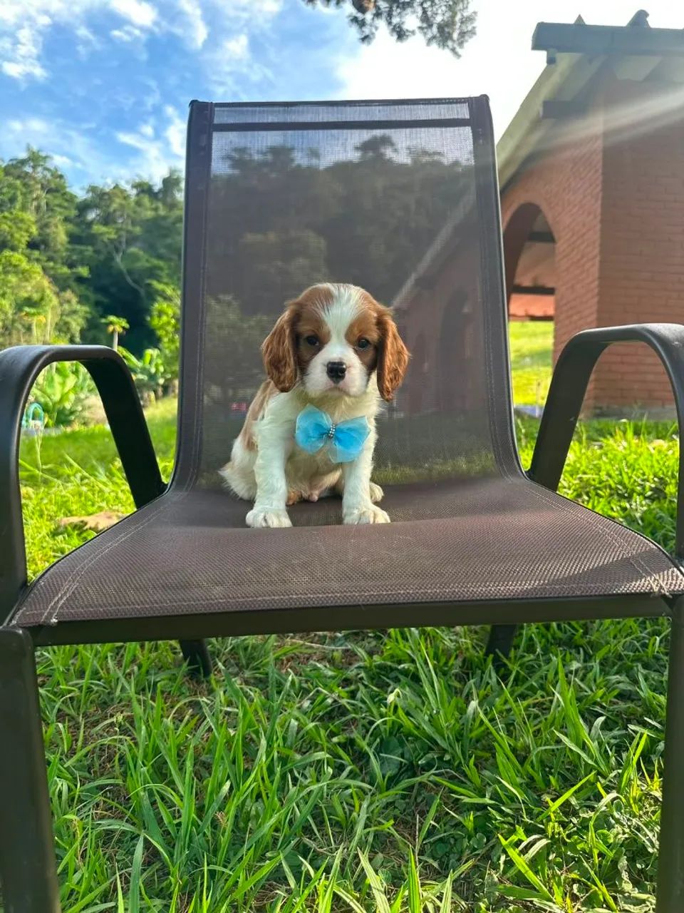 Cavalier King super amoroso ? - Foto 2