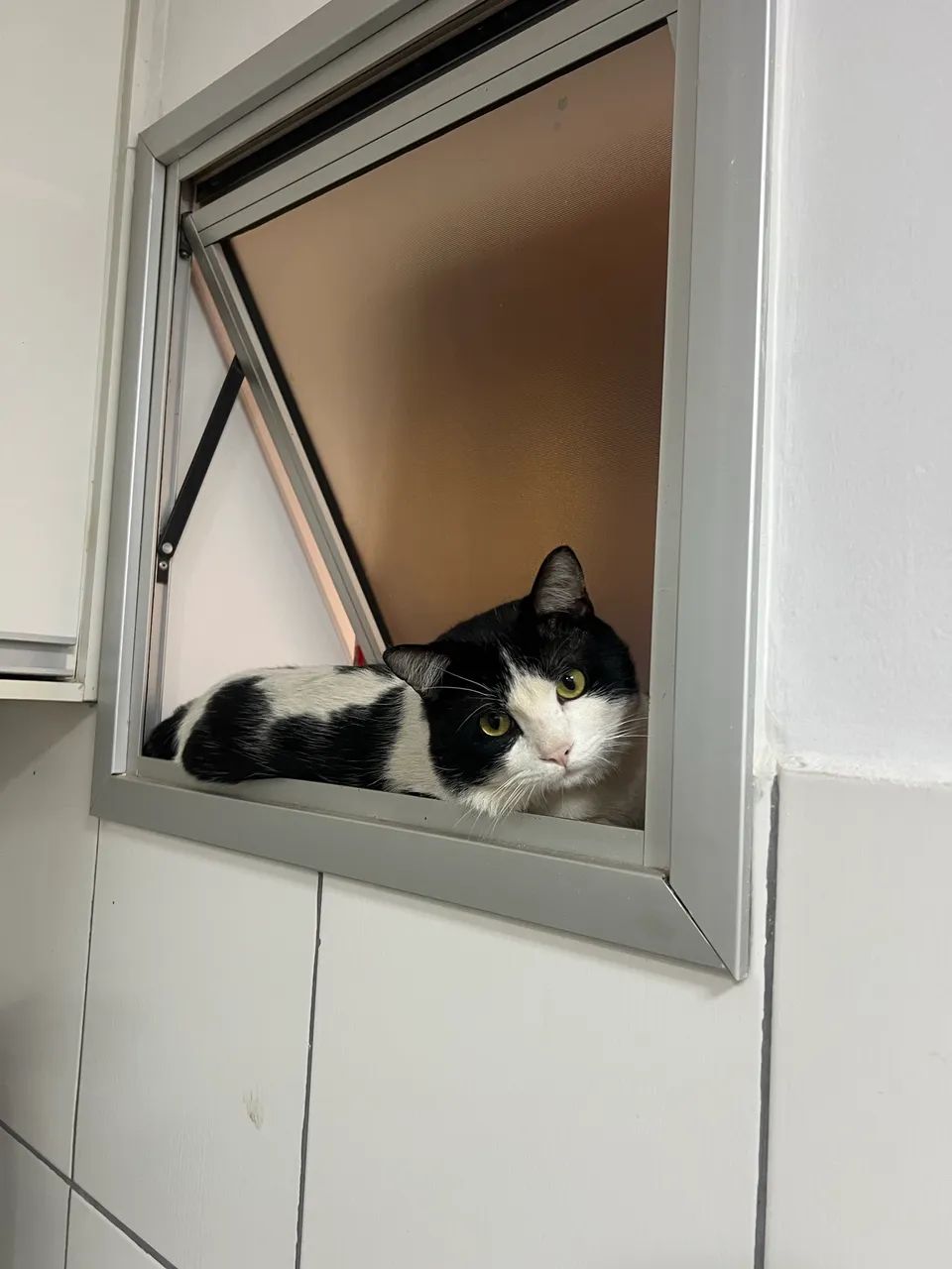 Doação Gato Castrado e Chipado - Foto 2
