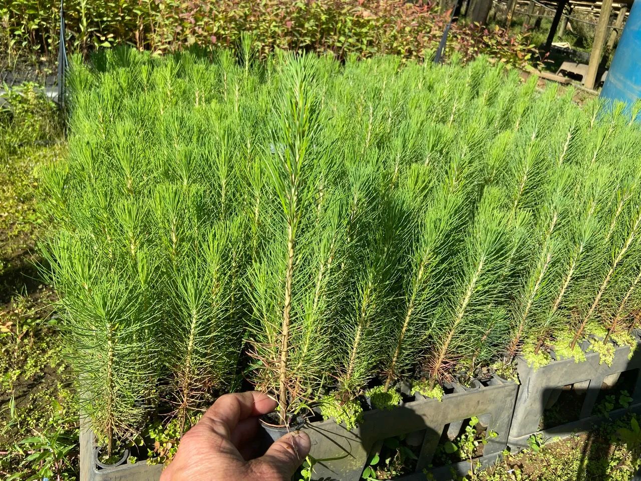 Mudas de Pinus  - Foto 2