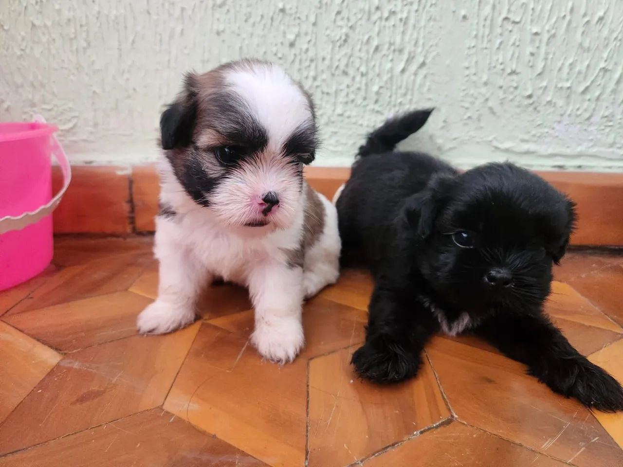 Filhotes shihtzu MACHOS e FÊMEAS  - Foto 2