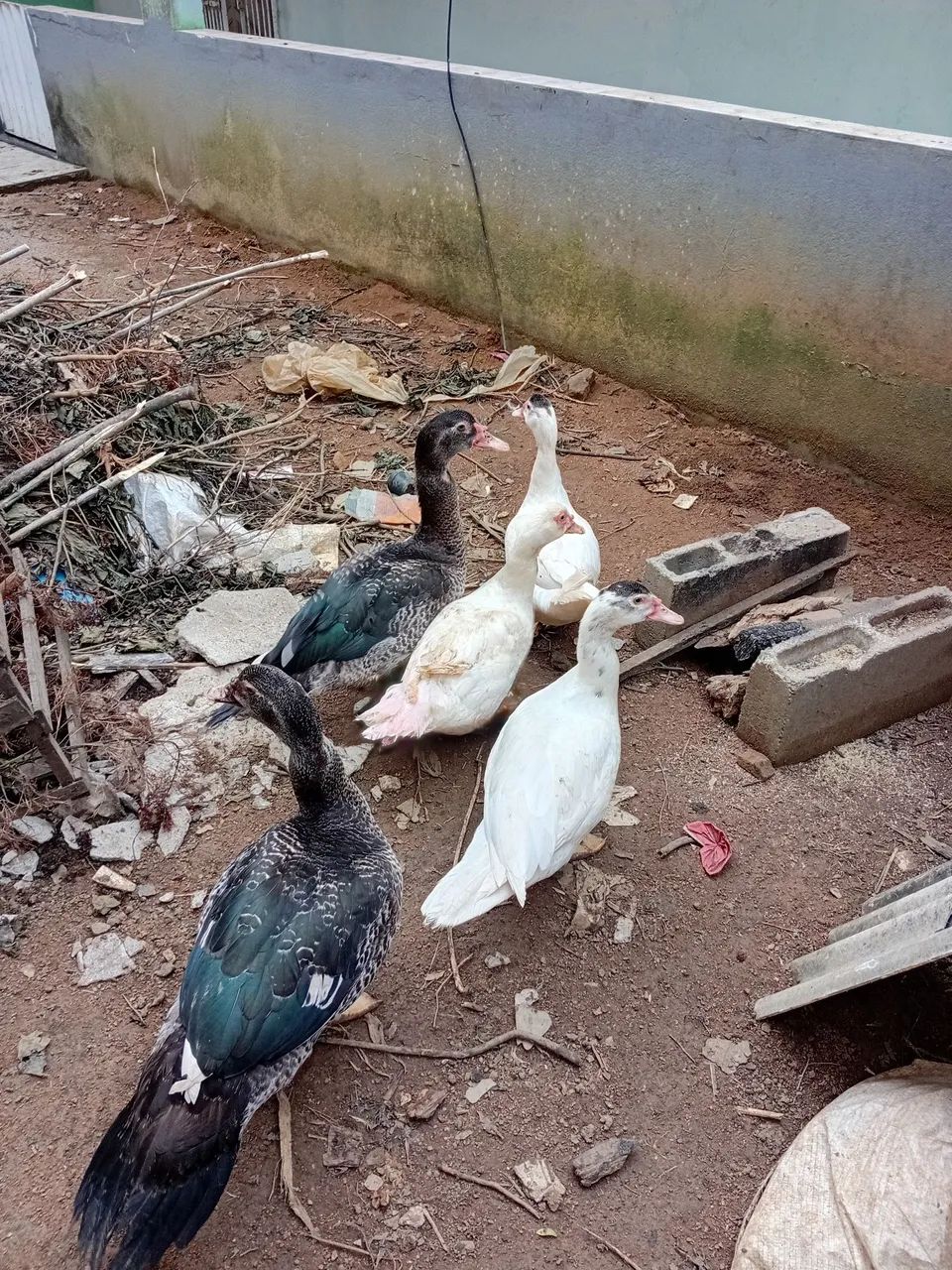 Casal de Pato gamelão  - Foto 6