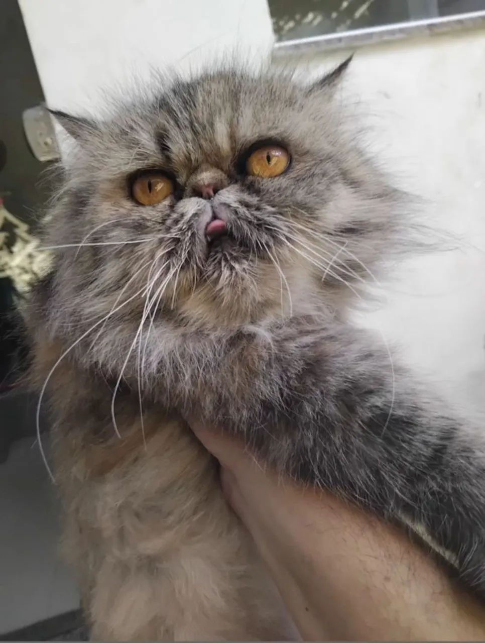 Gata persa disponível para cruza 