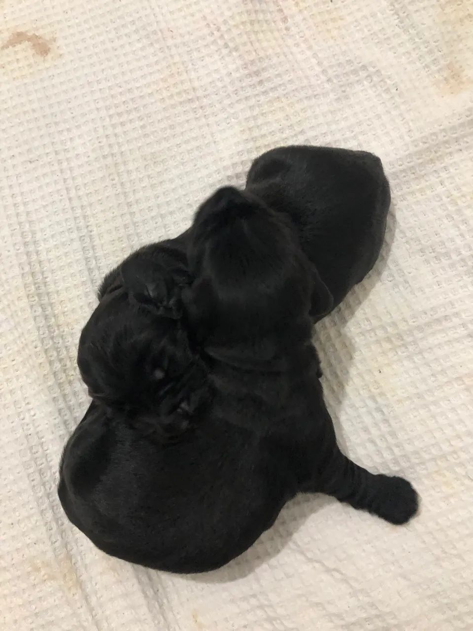 Vendo filhotes de Cocker Spaniel Ingles - Foto 4