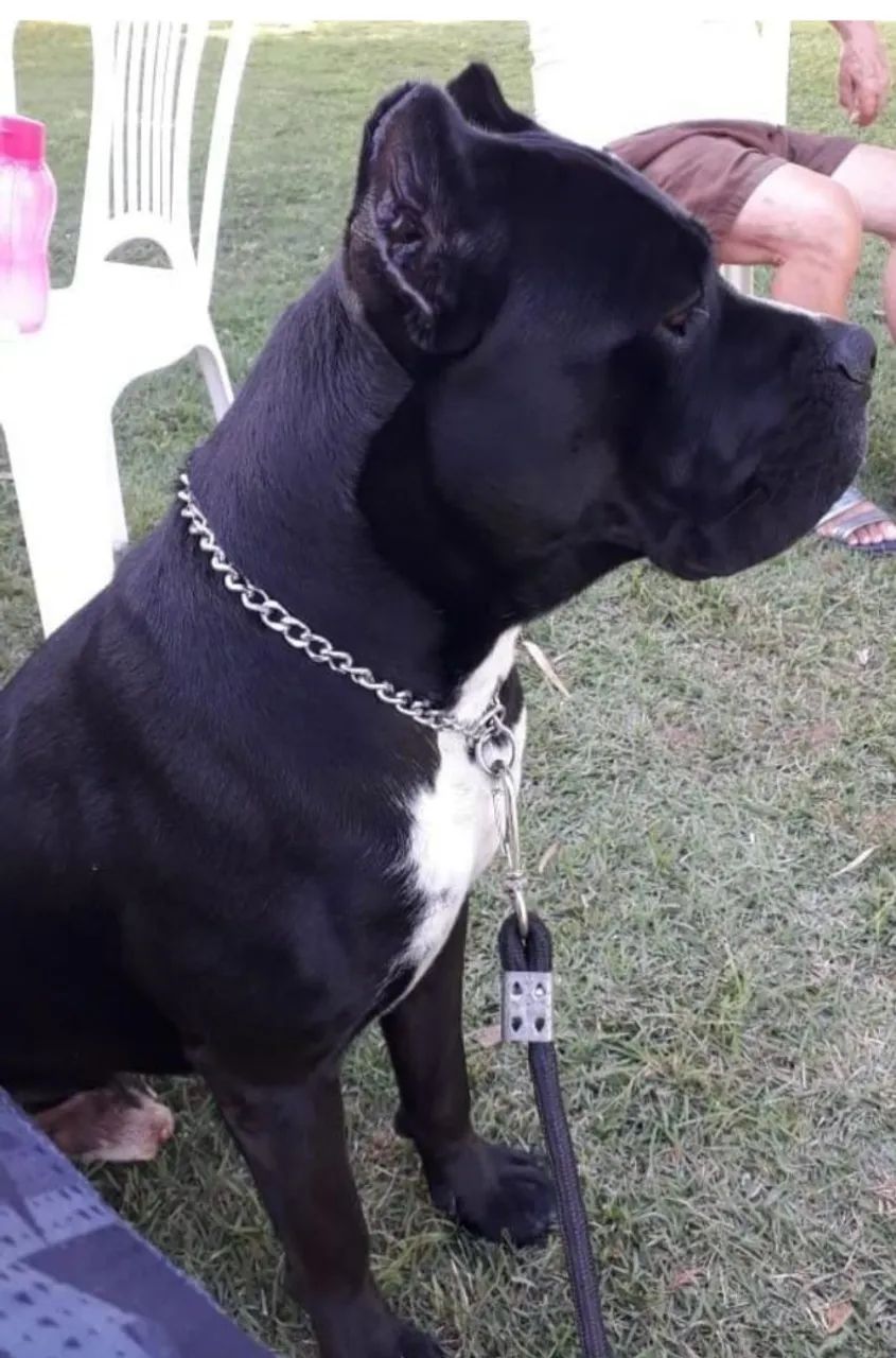 Filhotes de Cane Corso  - Foto 3