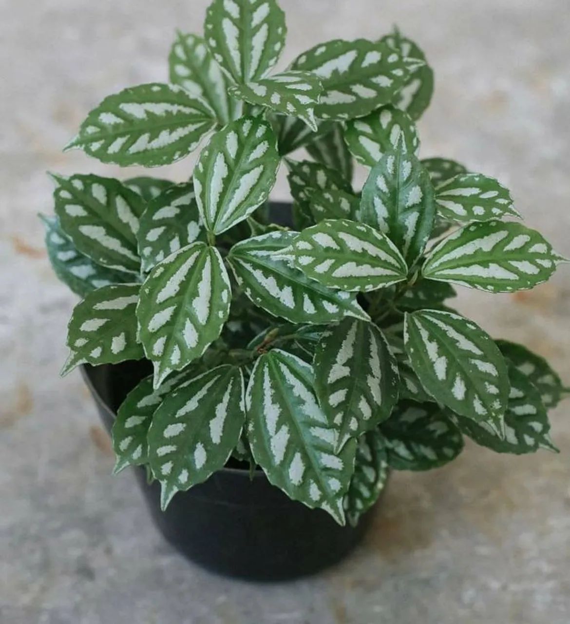 Plantas alumínio 