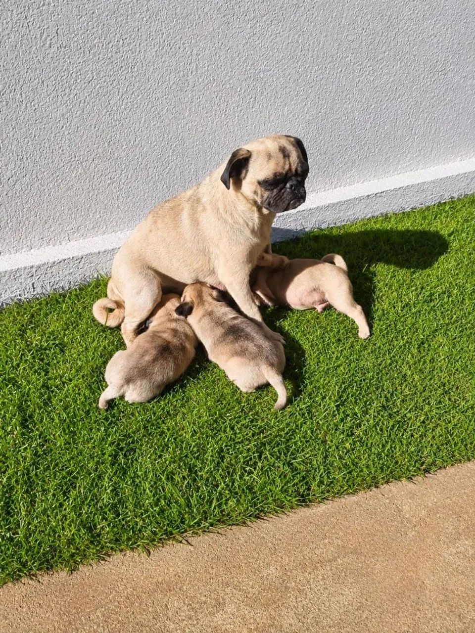 Cachorro PUG  - Foto 2