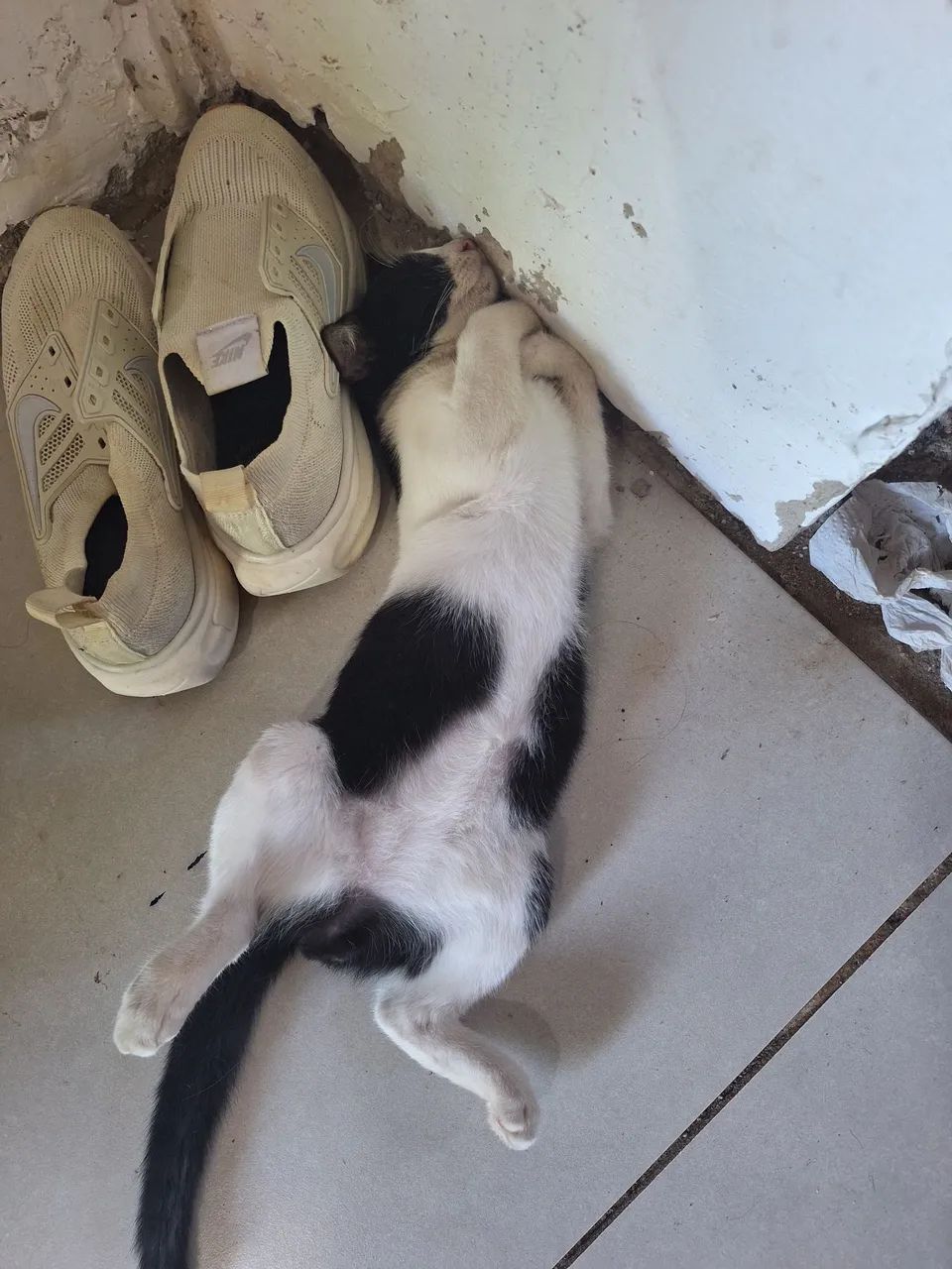 Doação do pitoco  - Foto 2