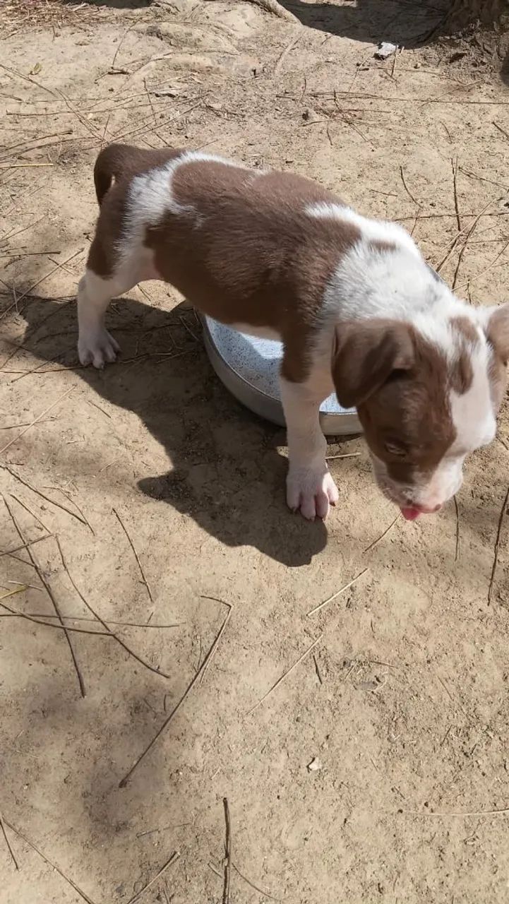 Filhote de Pitbull disponível 