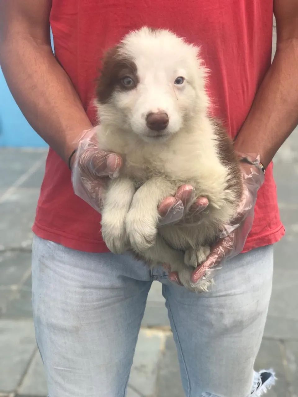 Border collie - Filhotes Criados com Amor, Responsabilidade e Qualidade - Foto 2